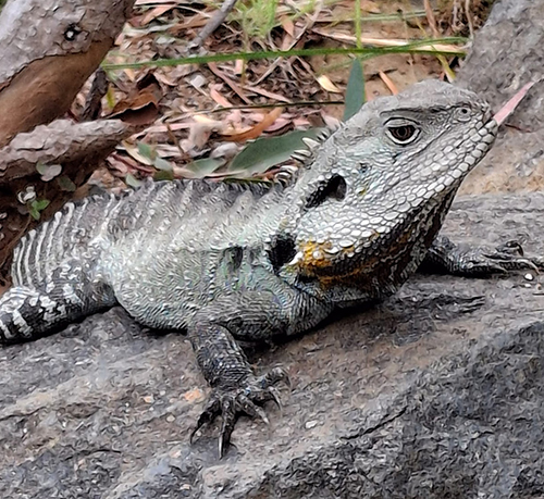 ACT Wildlife EWD