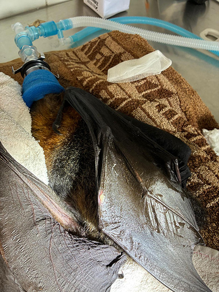 ACT Wildlife Sick bat