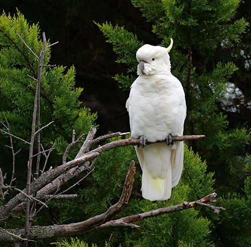 ACT Wildlife Cocky Birds