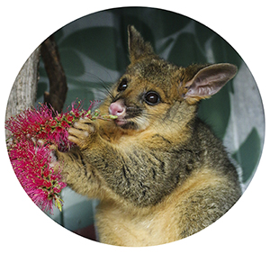 ACT Wildlife eBecome a Carer small