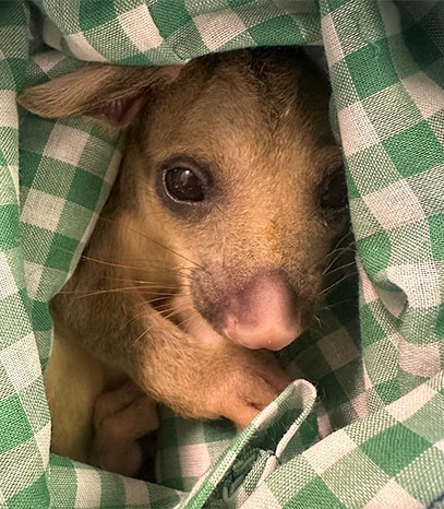 ACT Wildlife Possum SAS