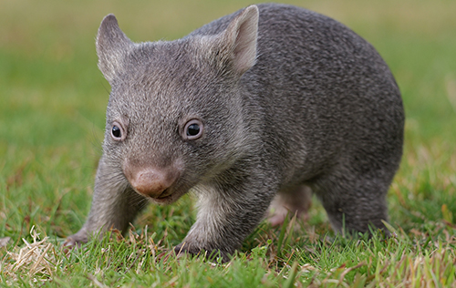 ACT Wildlife Wombat training