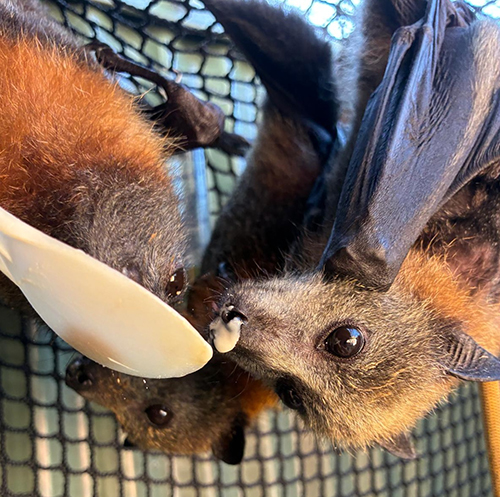 ACT Wildlife Flying foxes for caring