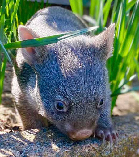 ACT Wildlife Wombat SAS