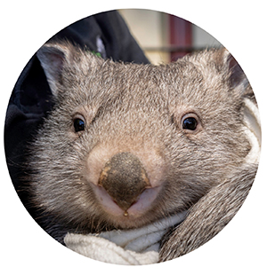 ACT Wildlife wombat for Member