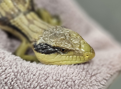 ACT Wildlife BTL for caring