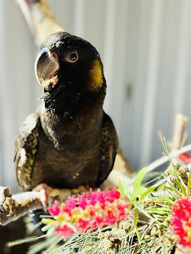 ACT Wildlife Black cocky