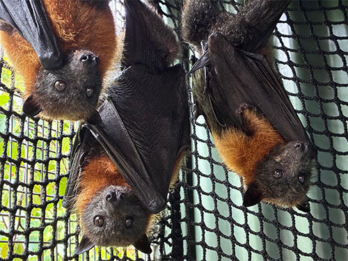 ACT Wildlife FF Bats