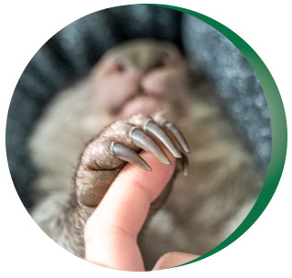 ACT Wildlife Wombat circle
