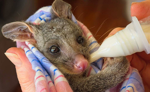 ACT Wildlife Adv possums