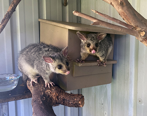 ACT Wildlife Possums for caring