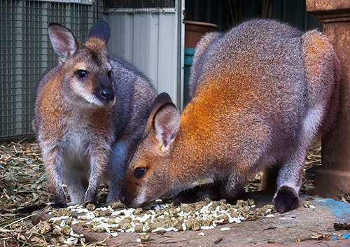 ACT Wildlife Wallabies for carer