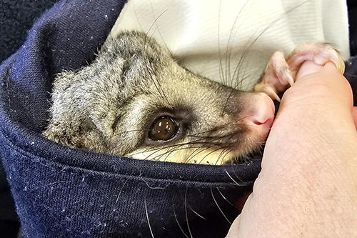 ACT Wildlife Possum Training