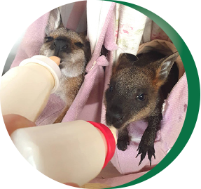 ACT Wildlife Rehabilitate