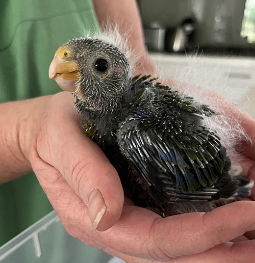 ACT Wildlife Nestling Birds