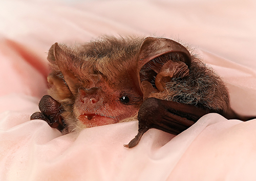 ACT Wildlife Microbat Bats