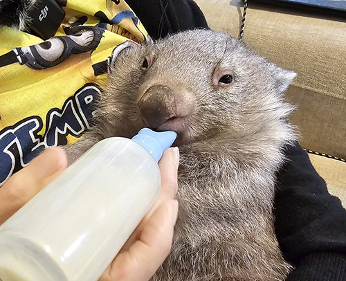 ACT Wildlife Wombat milk