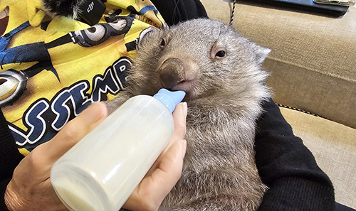 ACT Wildlife Wombat for caring