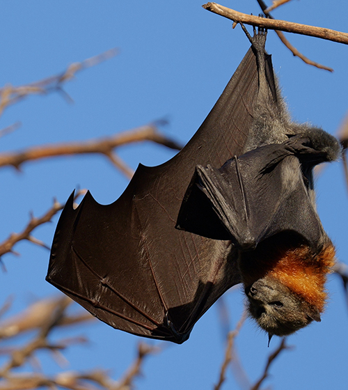 ACT Wildlife FFAdv Bats