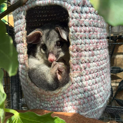 ACT Wildlife Basic Possums