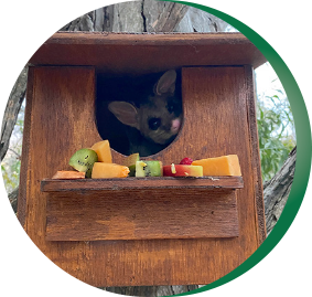 ACT Wildlife Release