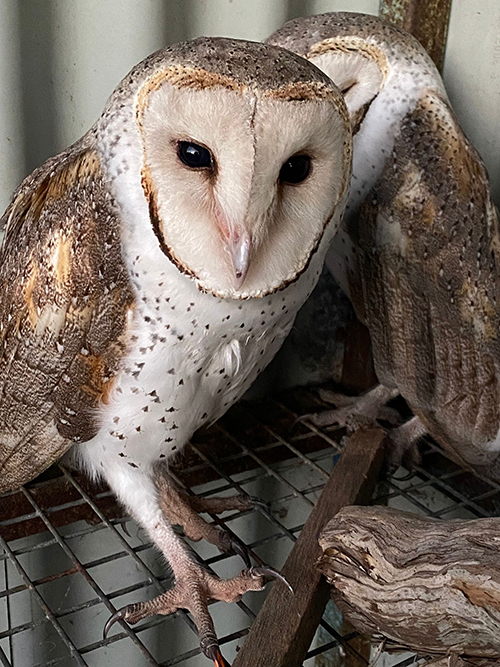 ACT Wildlife Bird Training