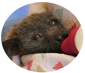 ACT Wildlife Bat for volunteer